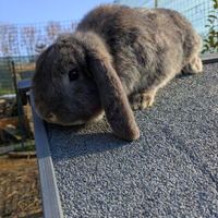 Ariete Blu di Vienna Nano