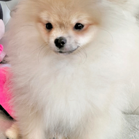 Cane cucciolo Spitz/Volpino di Pomerania nano