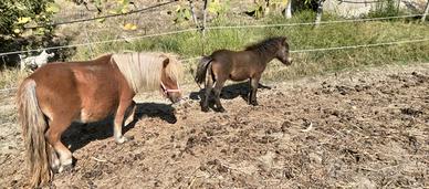 Mini pony