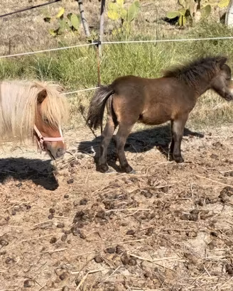 Mini pony