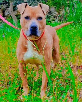 Pitbull Blue Fawn