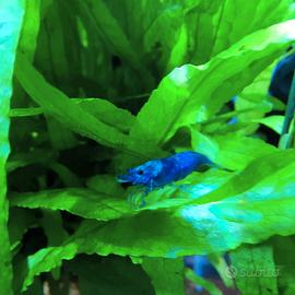 Neocaridina Blue Dream