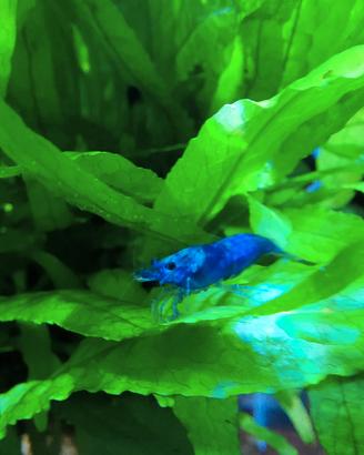 Neocaridina Blue Dream