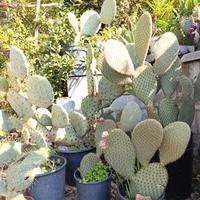 opuntia vari tipi resistenti al freddo 