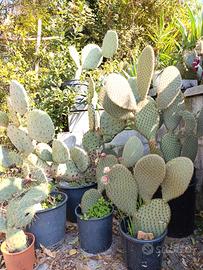 opuntia vari tipi resistenti al freddo 