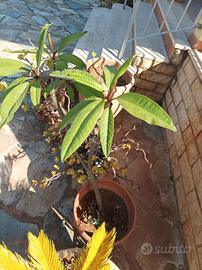 plumeria 