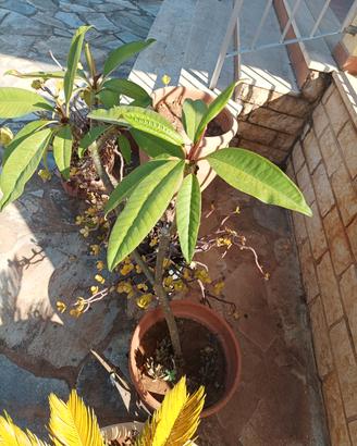 plumeria 