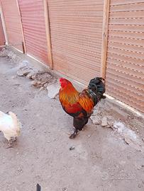 Galletti brahma