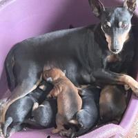 Pinscher nano