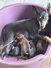 Pinscher nano