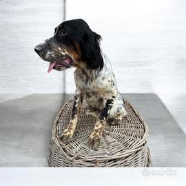 Setter inglese