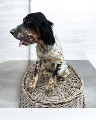 Setter inglese