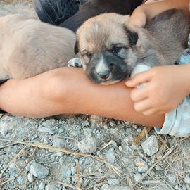 Cuccioli pastore