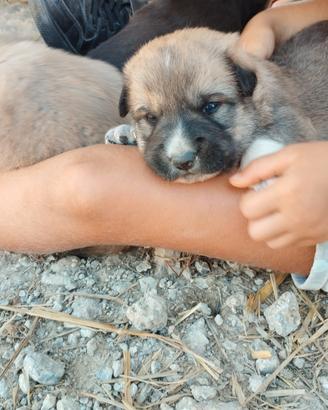 Cuccioli pastore