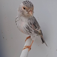 Canarini Agata topazio Rosso Mosaico