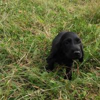 Cocker Spaniel Inglesi colore nero maschi