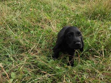 Cocker Spaniel Inglesi colore nero maschi