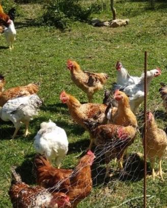 Polli ruspanti allevati a terre