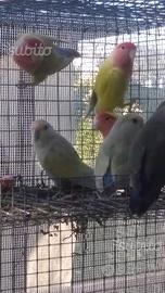 Inseparabili da imbecco