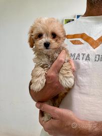 Maltipoo crema toy maltese barboncino