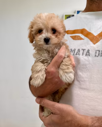 Maltipoo crema toy maltese barboncino