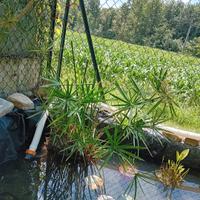 🌿 Cyperus alternifolius (Falso Papiro) – Ideale p