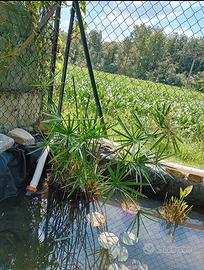 🌿 Cyperus alternifolius (Falso Papiro) – Ideale p