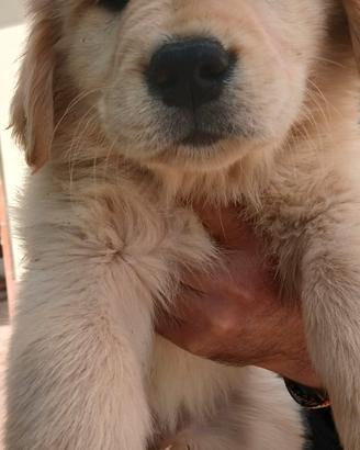 Golden retriever