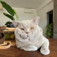 Disponibile per monta - british shorthair maschio