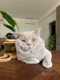 Disponibile per monta - british shorthair maschio