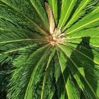 Cycas maschio/femmina