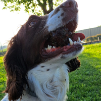 Springer spaniel maschio per monta