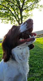 Springer spaniel maschio per monta