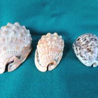 conchiglie da collezione