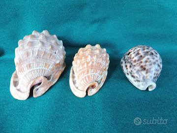 conchiglie da collezione