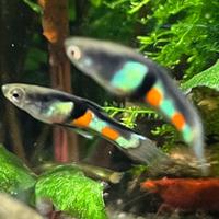 Endler (pesci poecilidi guppy)