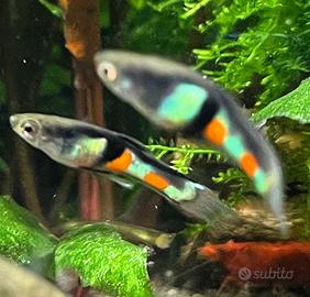 Endler (pesci poecilidi guppy)