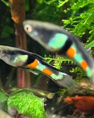 Endler (pesci poecilidi guppy)