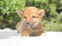 shiba-inu-maschio-rosso
