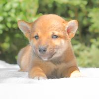 Shiba Inu maschio rosso