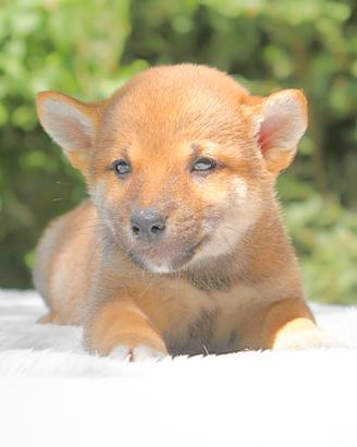 Shiba Inu maschio rosso