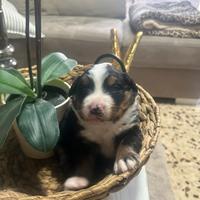 Cuccioli bovari del bernese