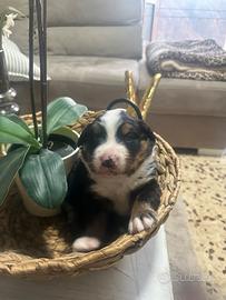 Cuccioli bovari del bernese