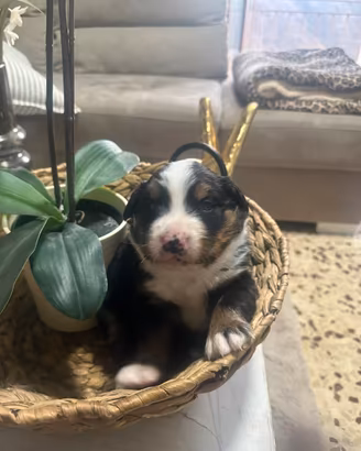 Cuccioli bovari del bernese