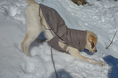 Cappottino antipioggia FERRIBELLA