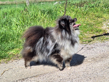 Femmina merle pomerania