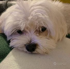 Maltese per accoppiamento