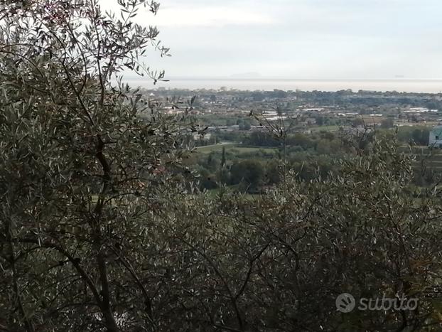 Oliveto Valdicastello Pietrasanta