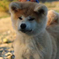 Cucciola di Akita inu