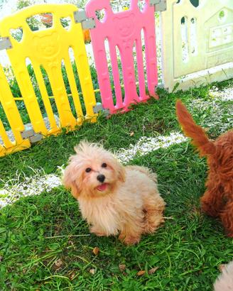 Maltipoo cuccioli linea coreana